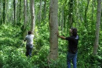 phat hien khu rung hoa thach 419 trieu nam tuoi o trung quoc