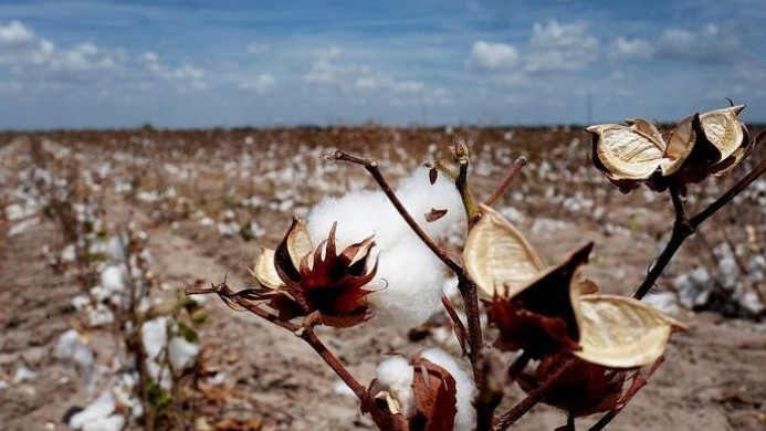 Đối mặt với hạn hán kỷ lục, ngành công nghiệp bông của bang Texas gặp biến