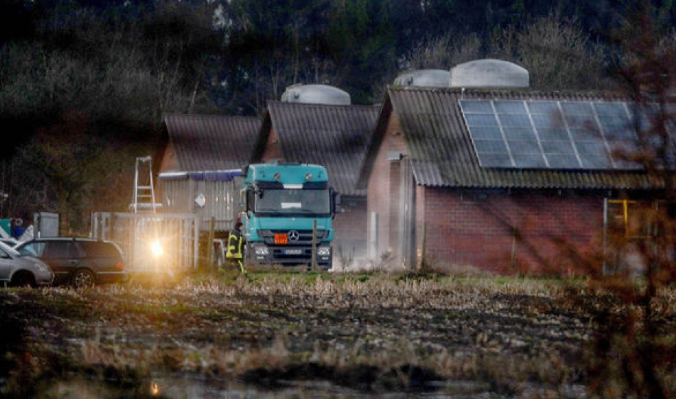 Đức và Thụy Sĩ ghi nhận sự bùng phát mới virus H5N8