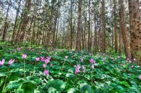 Phát hiện mới về thính giác các loài hoa