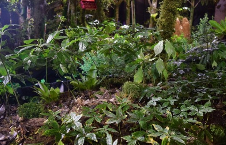 “Báu vật đại ngàn” sẽ hiện diện tại Bảo tàng Lịch sử quốc gia