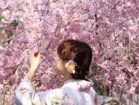 dep ngat ngay hoa anh dao tren cao nguyen mang den kon tum