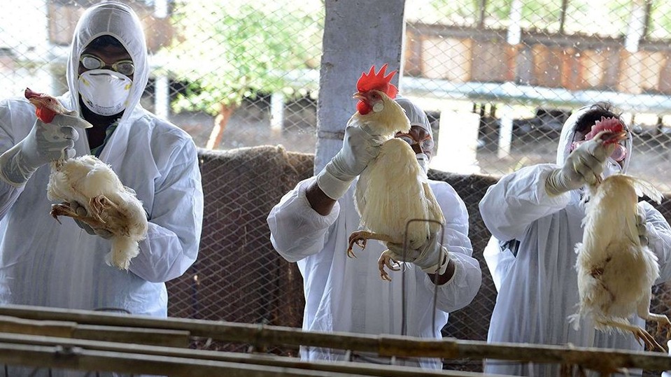Hơn 13 triệu con gia cầm tại Pháp bị tiêu hủy do dịch cúm