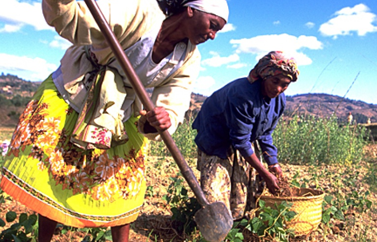 Châu Phi với thách thức bảo đảm an ninh lương thực