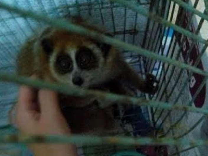 Giải cứu 9 động vật hoang dã quí hiếm