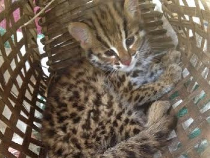 Vi phạm về động vật hoang dã trên mạng internet tăng nhanh