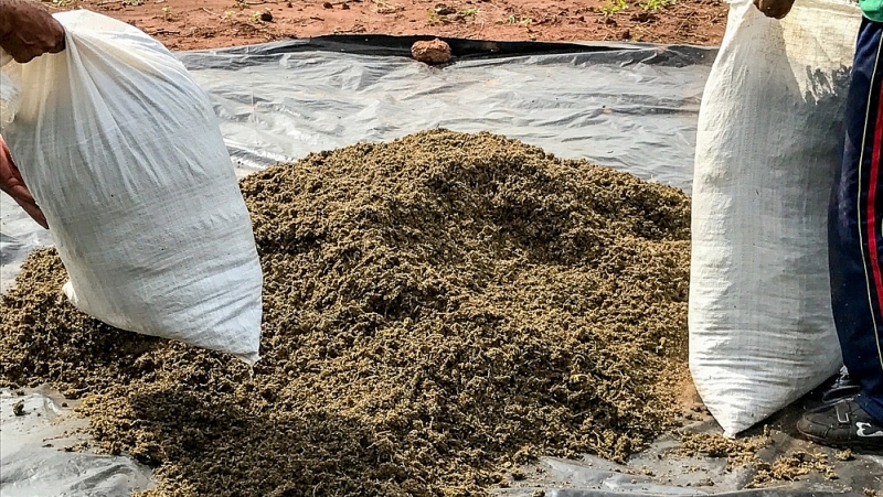 paraguay thu giu gan 10 tan can sa