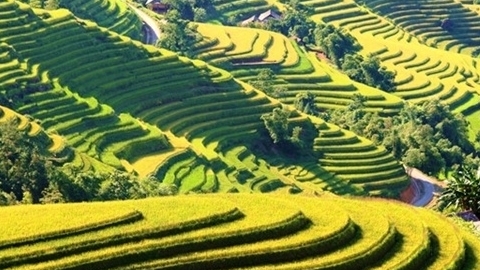 Tuần văn hóa ‘Qua những miền di sản ruộng bậc thang Hoàng Su Phì' sẽ diễn ra vào tháng 9