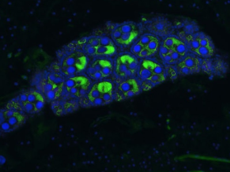 Vi khuẩn Wolbachia ngăn chặn sự lan truyền virus Zika
