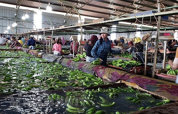 doanh nghiep viet ben bi vuot kho tren dat nuoc chua thap 1