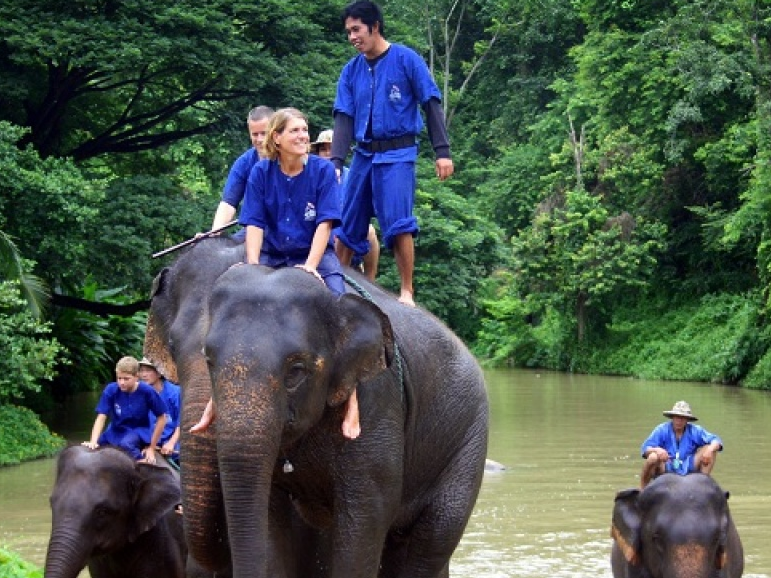 Việt Nam phát động Tuần lễ bảo tồn Voi