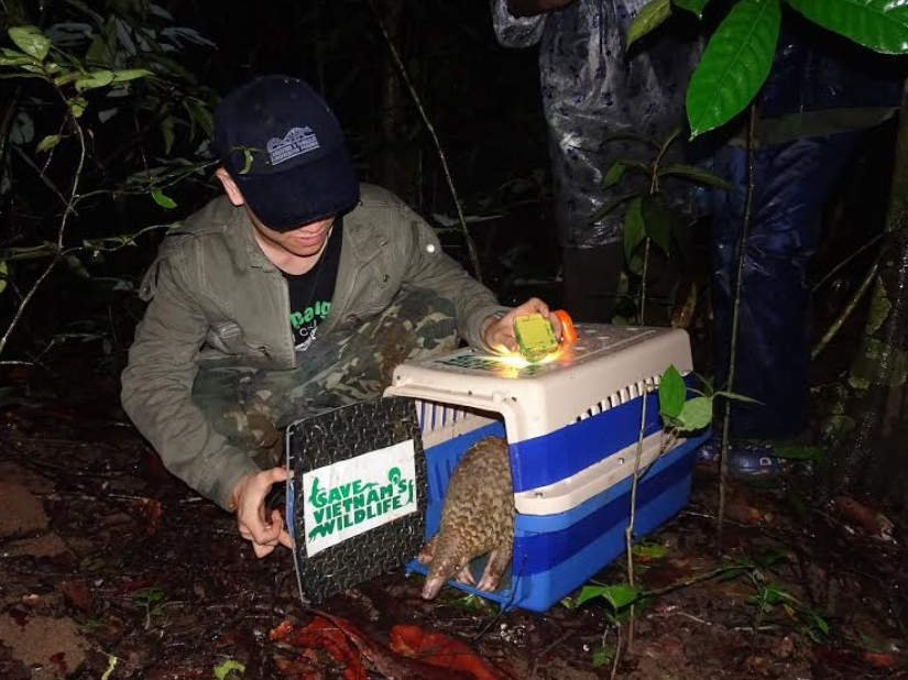 20 cá thể tê tê được tái thả