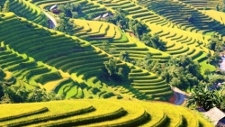 Trải nghiệm miền di sản ruộng bậc thang Hoàng Su Phì qua trực tuyến