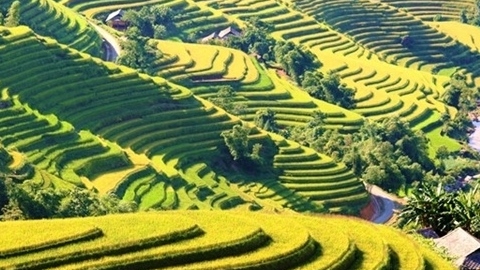 Trải nghiệm miền di sản ruộng bậc thang Hoàng Su Phì qua trực tuyến