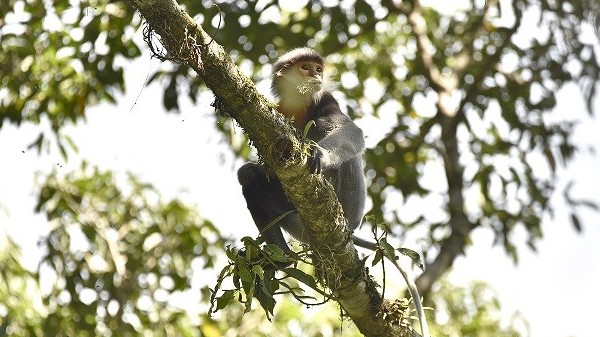 Đại sứ Lê Thị Hồng Vân: Việc công nhận khu dự trữ sinh quyển thế giới không chỉ là danh hiệu