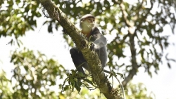 Đại sứ Lê Thị Hồng Vân: Việc công nhận khu dự trữ sinh quyển thế giới không chỉ là danh hiệu