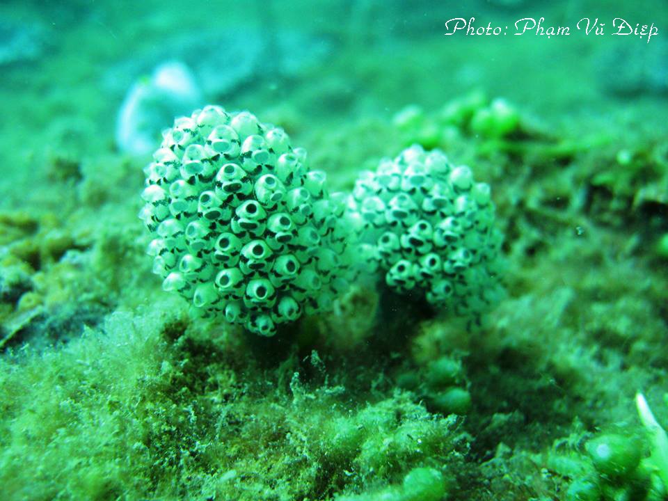 Thiên nhiên tươi đẹp và sinh động ở khu dự trữ sinh quyển Núi Chúa