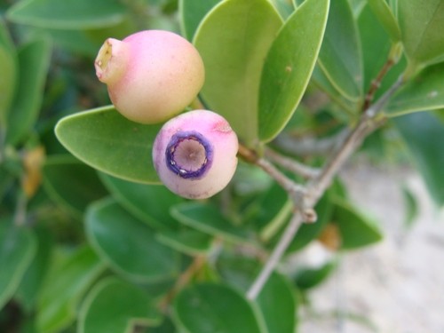 Thiên nhiên tươi đẹp và sinh động ở khu dự trữ sinh quyển Núi Chúa