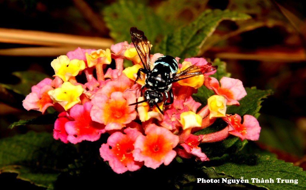 Thiên nhiên tươi đẹp và sinh động ở khu dự trữ sinh quyển Núi Chúa