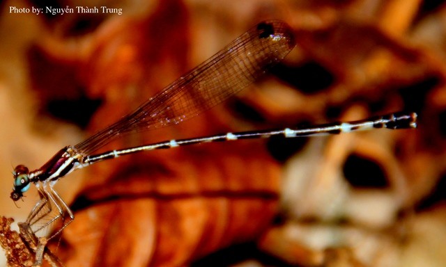 Thiên nhiên tươi đẹp và sinh động ở khu dự trữ sinh quyển Núi Chúa