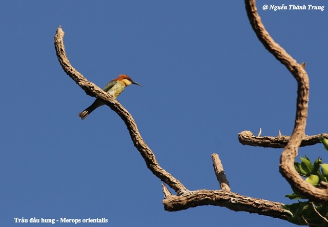Thiên nhiên tươi đẹp và sinh động ở khu dự trữ sinh quyển Núi Chúa