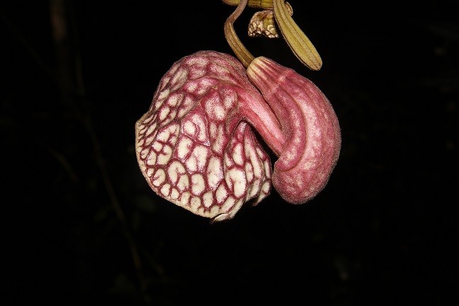 Thiên nhiên tươi đẹp và sinh động ở khu dự trữ sinh quyển Núi Chúa