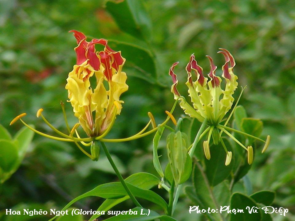 Thiên nhiên tươi đẹp và sinh động ở khu dự trữ sinh quyển Núi Chúa