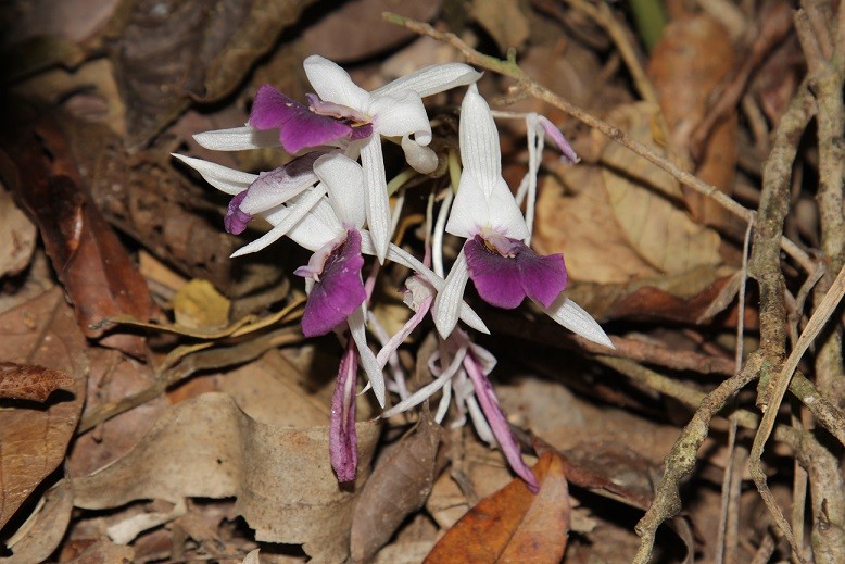 Thiên nhiên tươi đẹp và sinh động ở khu dự trữ sinh quyển Núi Chúa