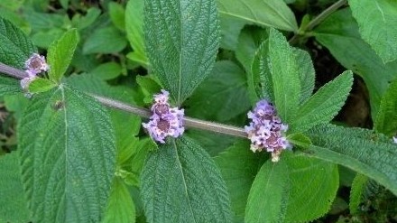 Tìm ra hợp chất có khả năng chữa ung thư trong cây Lippia alba