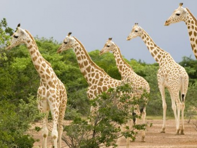 Hươu cao cổ tại châu Phi lần đầu đứng bên bờ vực tuyệt chủng