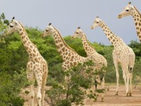 kenya huou cao co trang cuc hiem bi giet boi nan san trom