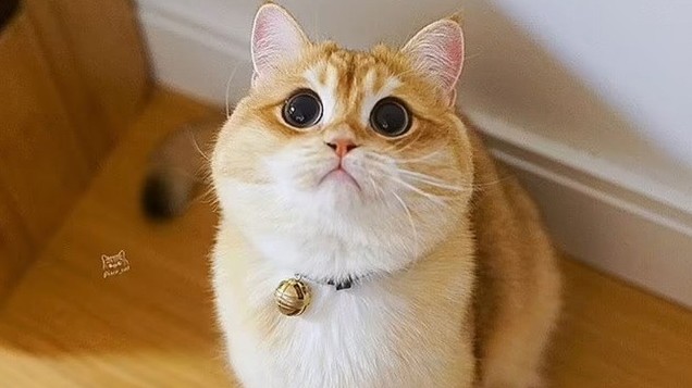 Chú mèo ở New York bỗng nổi tiếng nhờ ngoại hình 'ngôi sao'