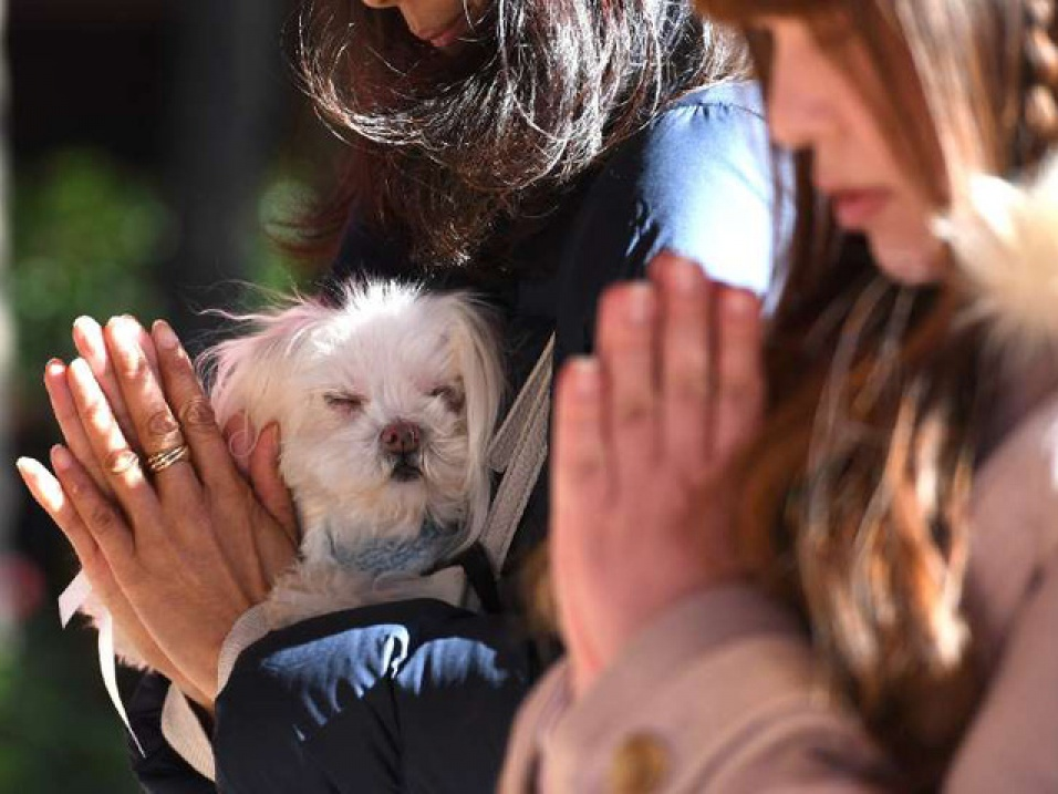 Ngôi đền giúp cầu phúc cho các loại vật nuôi