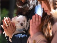 Ngôi đền giúp cầu phúc cho các loại vật nuôi