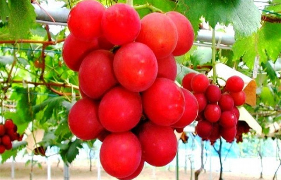 Cận cảnh chùm nho gần 300 triệu đắt giá nhất thế giới