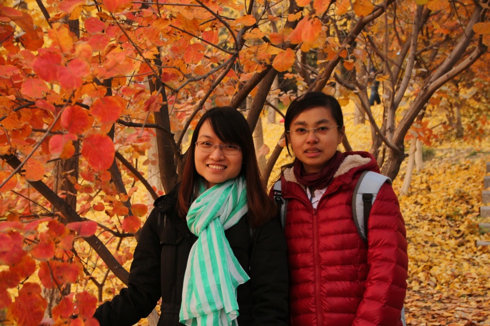 mua thu vang o bac kinh