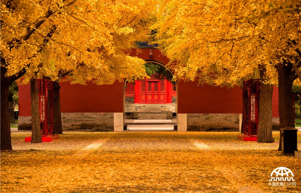 Nhớ mùa Thu vàng ở Bắc Kinh