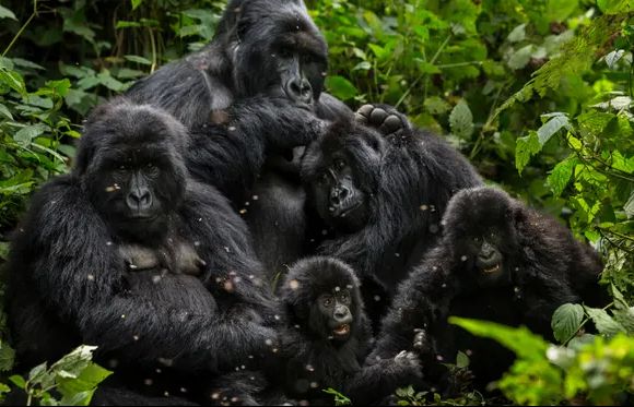 Loài vượn có khả năng nhiễm Covid-19 từ con người