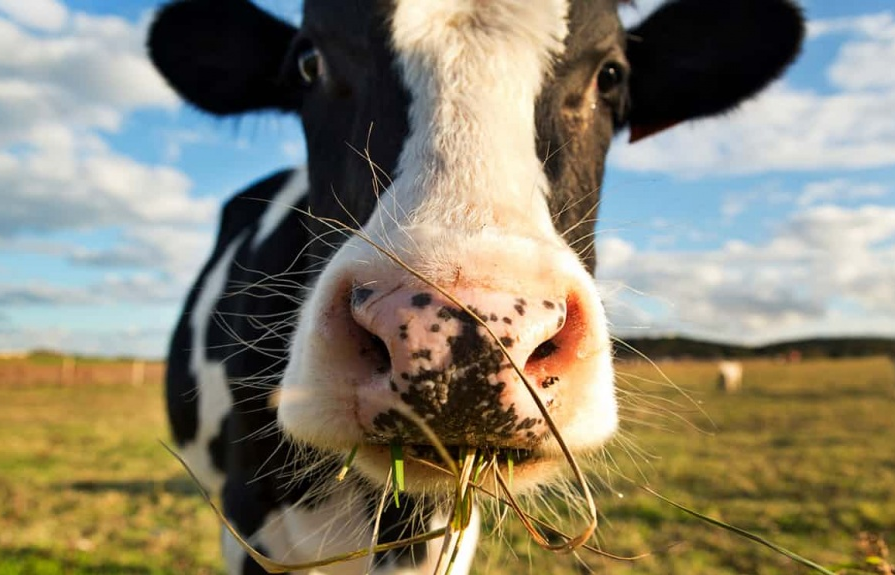 Anh cắt giảm dùng kháng sinh trong chăn nuôi