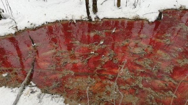 Dân mạng Nga 'sốc' vì 'dòng sông máu' tại Karelina, chính quyền nhanh chóng vào cuộc