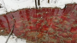 Dân mạng Nga 'sốc' vì 'dòng sông máu' tại Karelina, chính quyền nhanh chóng vào cuộc