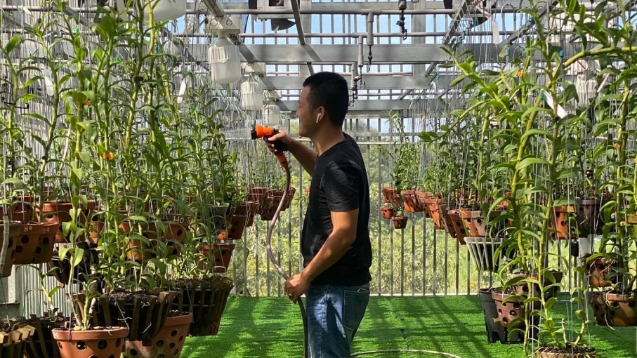 Nguyễn Phú với niềm đam mê hoa lan