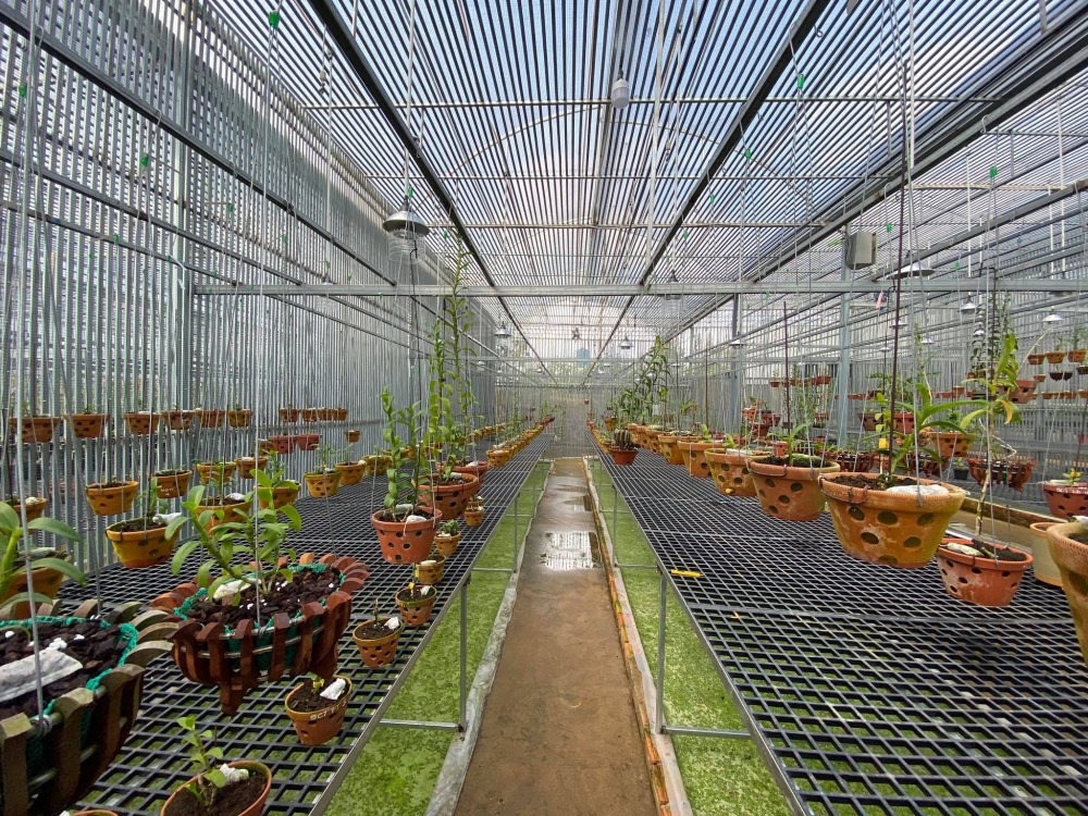 Đàm Rồng Nghệ: 8X bỏ kinh doanh, theo đuổi trồng hoa lan