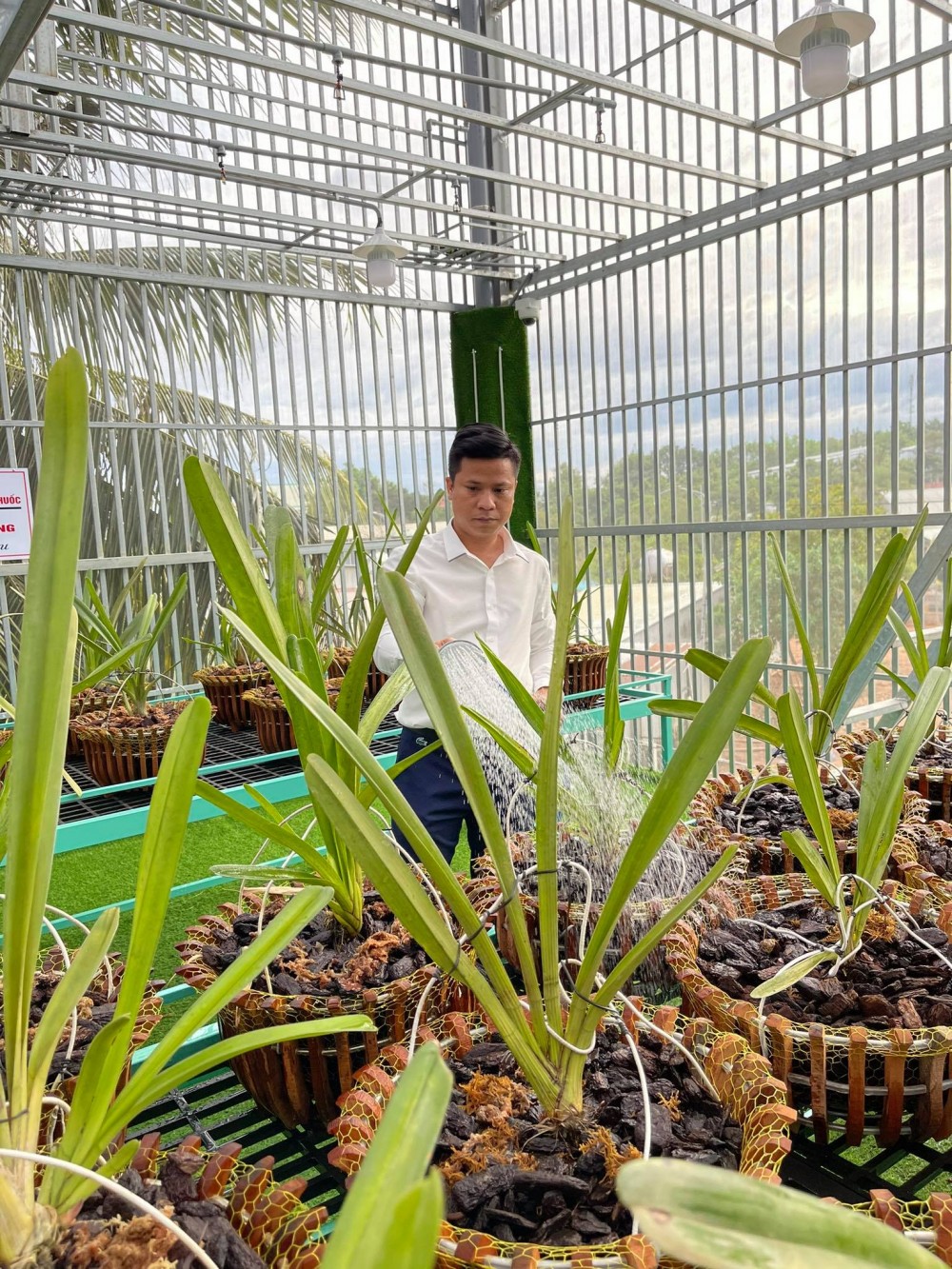 Nguyễn Diên Trung lên tiếng về giá trị thật của dòng lan đột biến Nguyễn Diên Trung lên tiếng về giá trị thật của dòng lan đột biến