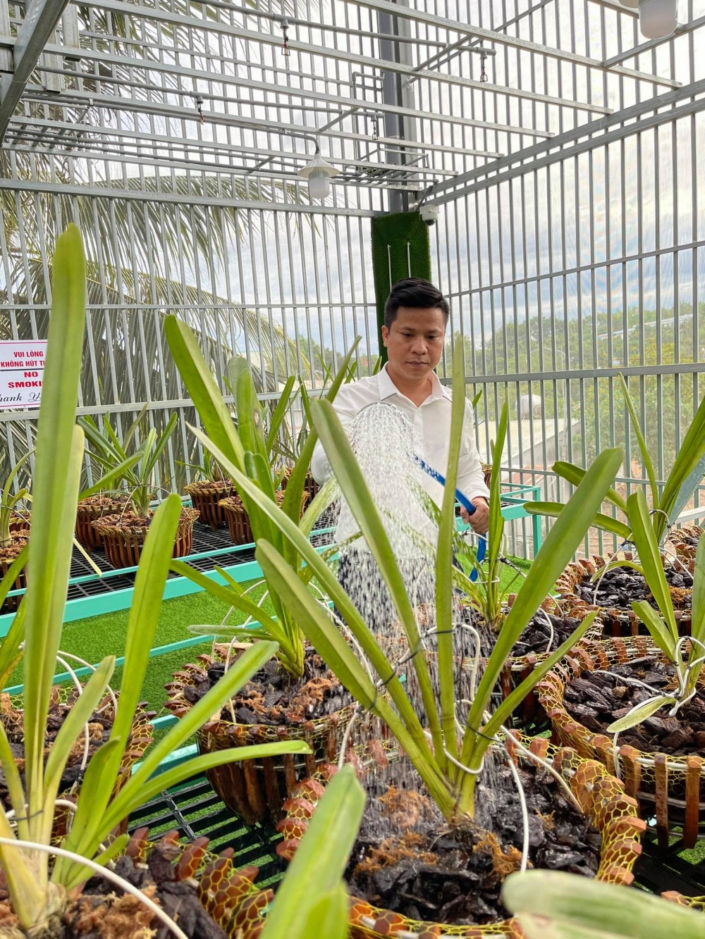 Nguyễn Diên Trung lên tiếng về giá trị thật của dòng lan đột biến Nguyễn Diên Trung lên tiếng về giá trị thật của dòng lan đột biến