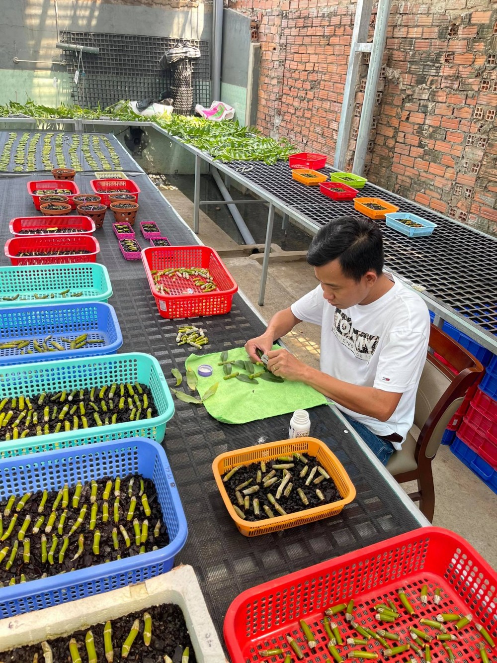 Ông chủ vườn lan 8X Phạm Minh Minh nổi tiếng, được yêu mến đến không ngờ Ông chủ vườn lan 8X Phạm Minh Minh nổi tiếng, được yêu mến đến không ngờ