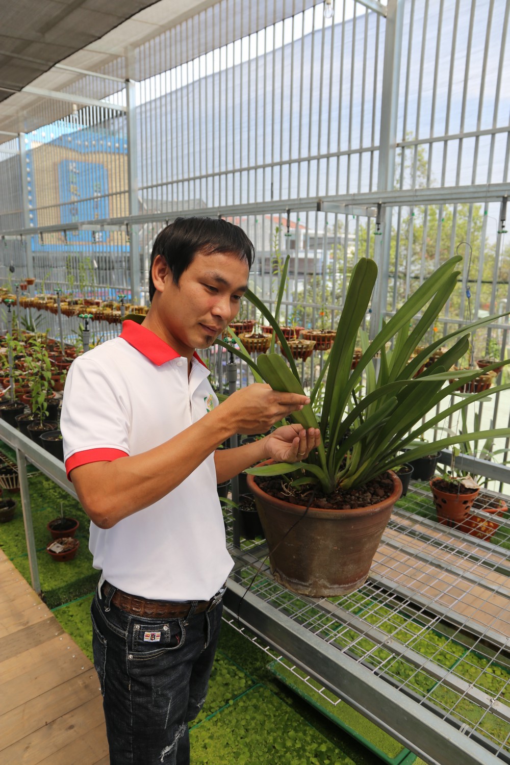 Thiệt hại tiền tỷ nhưng ông chủ vườn lan 8X Vũ Neo không lùi bước Thiệt hại tiền tỷ nhưng ông chủ vườn lan 8X Vũ Neo không lùi bước