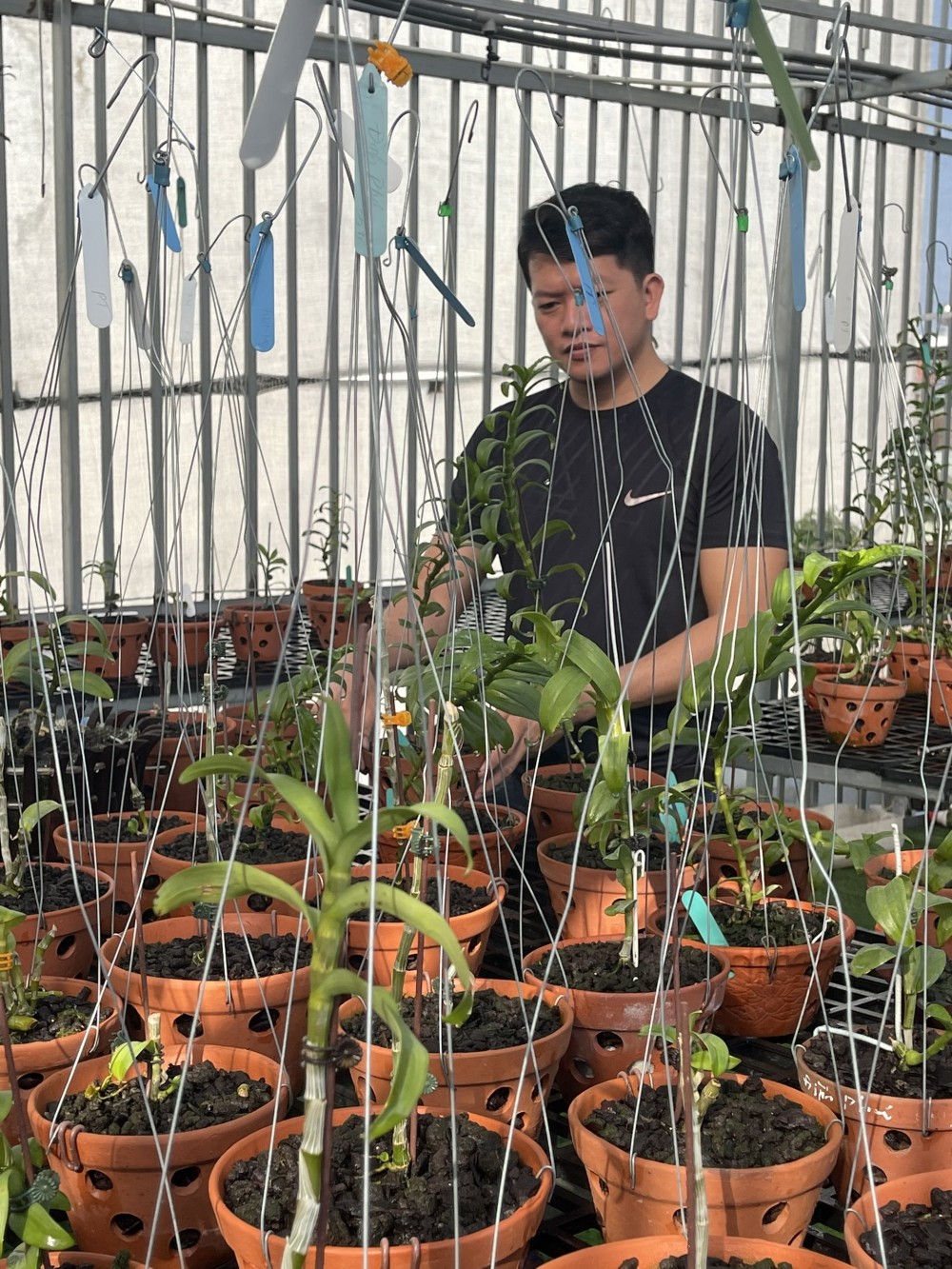 Doãn Chinh và niềm đam mê với hoa phong lan Doãn Chinh và niềm đam mê với hoa phong lan