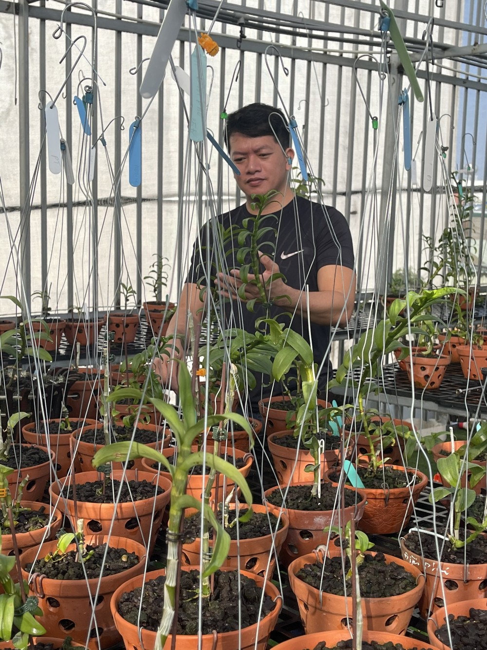 Doãn Chinh và niềm đam mê với hoa phong lan Doãn Chinh và niềm đam mê với hoa phong lan