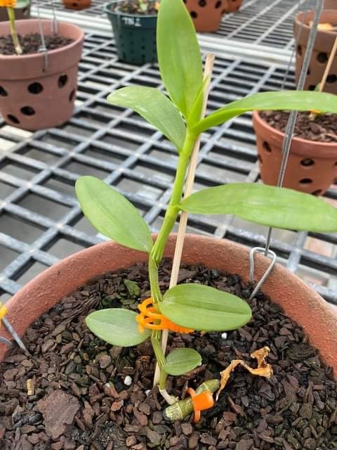 “Người đẹp không tên” có giá nhiều tỉ đồng. “Người đẹp không tên” có giá nhiều tỉ đồng.